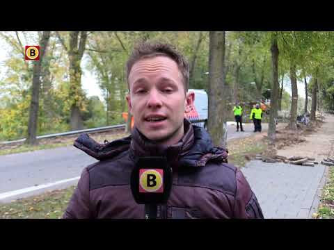 Fietser overleden bij omzagen boom in Hilvarenbeek