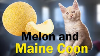 Watch this cute kitten devour a juicy melon! by Hug me! Our favorite cats. 326 views 9 months ago 1 minute, 53 seconds