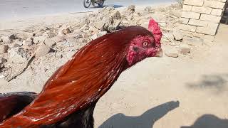 Aseel Murga Lakha Patha