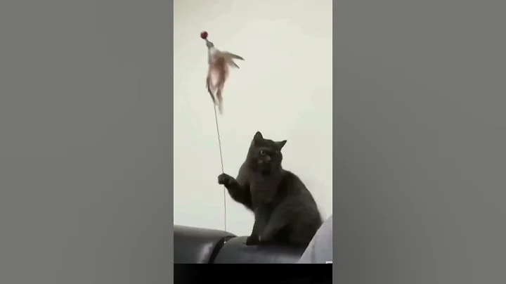 Watch the video about Another Funny Cat Videos Compilation Part 2 #catfunny #pets #catlovers #catfails