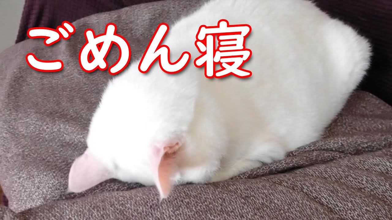 ふわふわな白猫の ごめん寝 を激写 寝ぼけて差し出すおてても可愛い ねこのきもちweb Magazine ふわふわな白猫の ごめん寝 を激写 寝ぼけて差し出すおてても可愛い ねこのきもちweb Magazine