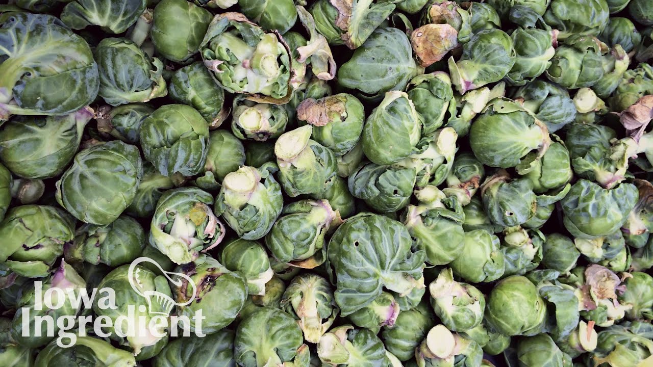 Brussels Sprouts | Iowa Ingredient - YouTube