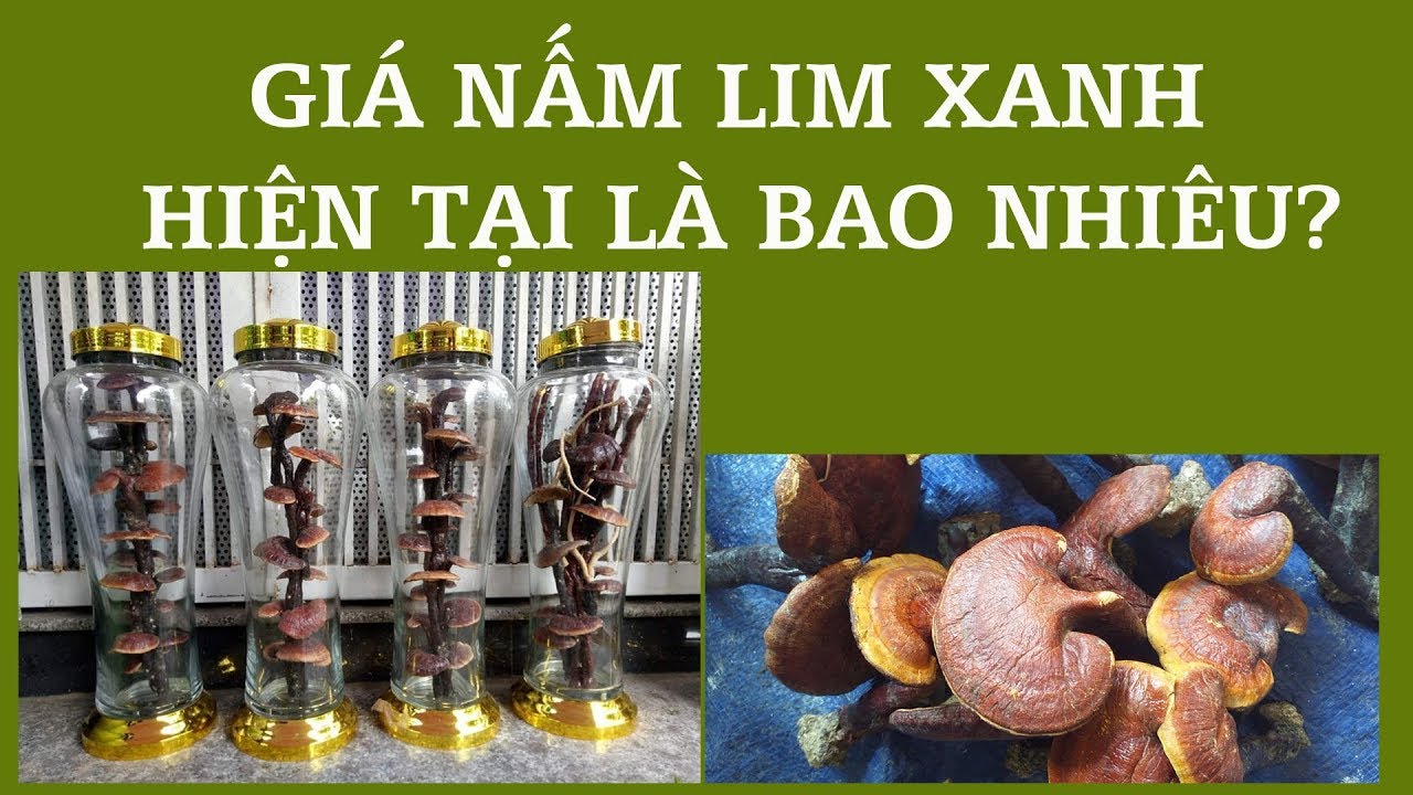 GI N M LIM XANH HI N NAY L BAO NHI U YouTube Gi n m lim xanh hi n nay l bao nhi u youtube
