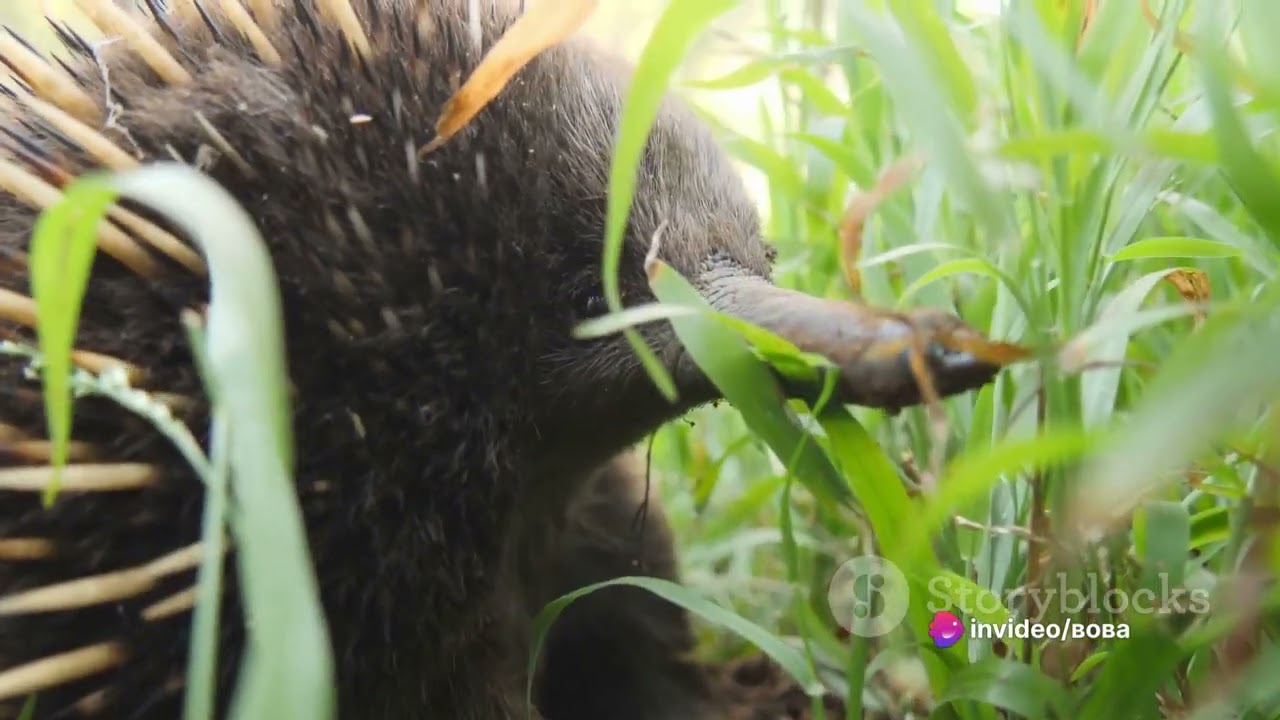 Anteater: Unveiling the Mysteries