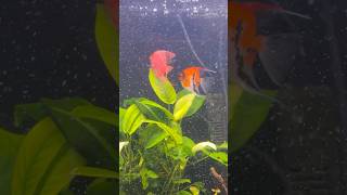 Pink Angelfish and Kio  laying eggs on leaf #fish #aquarium #freshwaterfish #peces #angels