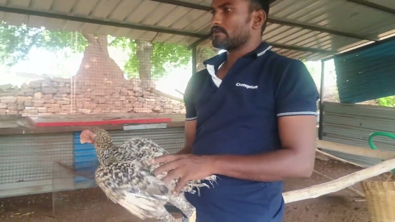 మల్లీ ఈరోజు snake attack బ్రీడర్లు చనిపోవడం జరిగింది