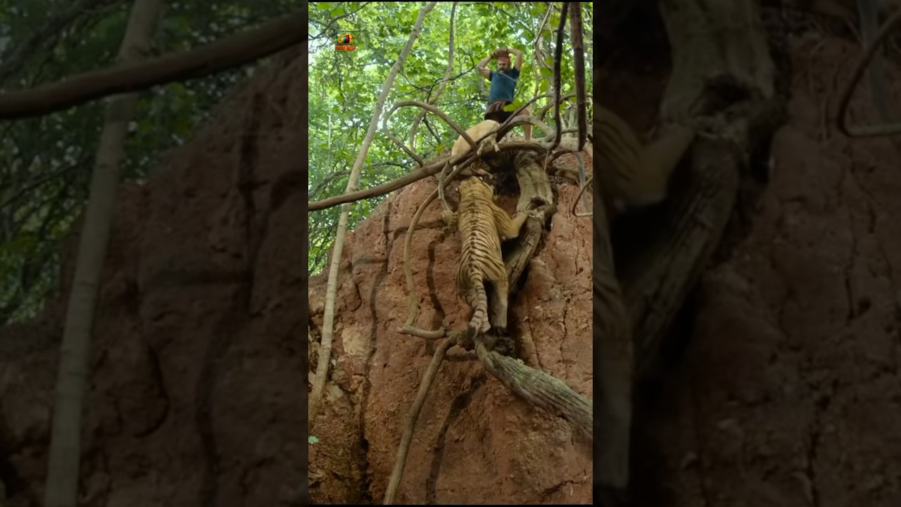 పెద్ద పులితో వైష్ణవ్ తేజ్ పోరాటం 💥 | 