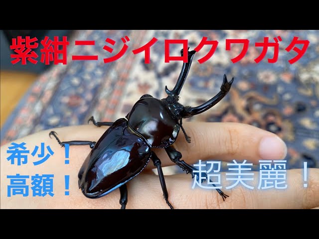 もはや別種…紫紺ニジイロクワガタがうちにやってきた‼︎【ゆっくり