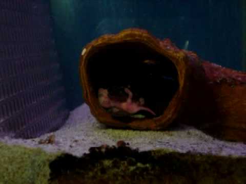 Peixes de água doce do Brasil - Mussum (Synbranchus marmoratus