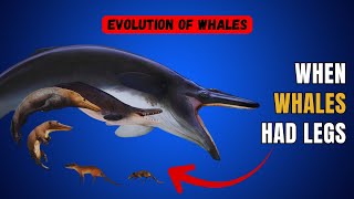 Whales Used to Walk?! The Shocking Truth About Their Evolution #Whales #OceanLife #AnimalEvolution