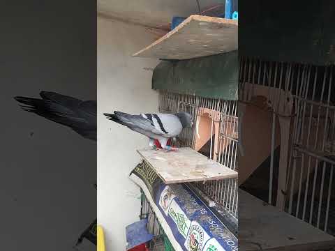 pigeon trapping #birds #pigeon