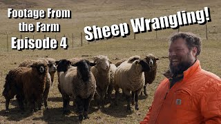 Footage From The Farm: Episode 4 - Charles Faces off Against a Flock of Sheep!