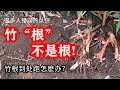 藕不过桥 竹不过沟 如何有效地控制竹子的生長範圍 防止竹 根 蔓延 藕不过桥 竹不过沟 如何有效地控制竹子的生長範圍 防止竹 根 蔓延