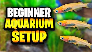 The Best Low-Tech Planted Aquarium Equipment For Beginner Setups!