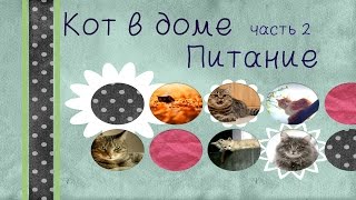 Правильное питание кошек / by Valeria Sokol Правильное питание кошек / by Valeria Sokol