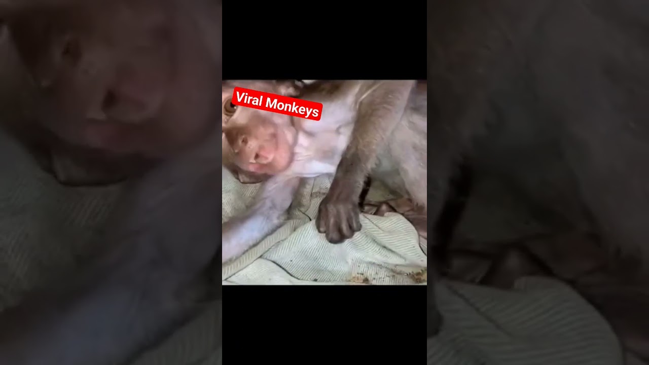 Baby monkey crying for her mother 🥺😭😞