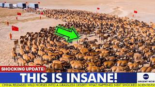 China's Wild Horse Experiment Transformed a Barren Desert - What Happened Next Shocked Scientists!