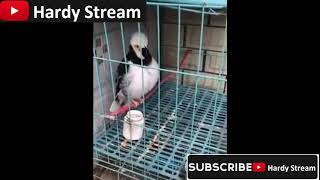 Fogl perfectly imitate the alarm sound screenshot 2