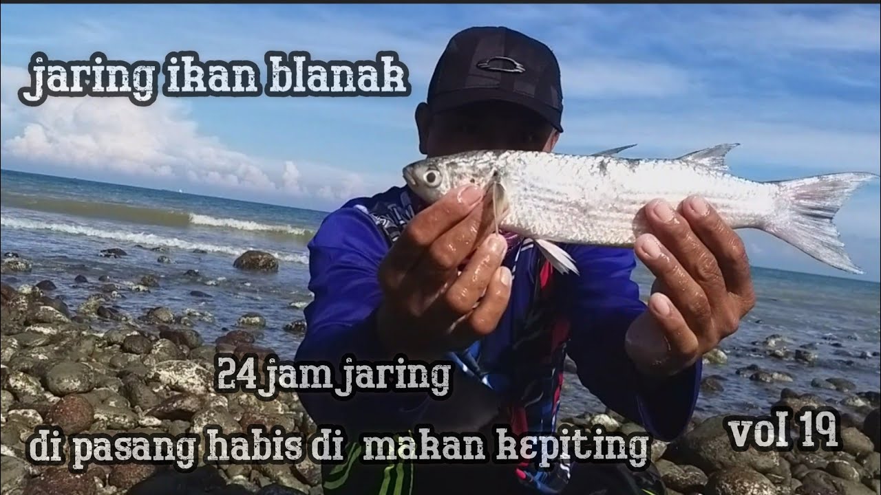 pasang jaring ikan blanak  24 jam .habis di makan kepiting ikanya