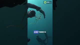 Beware The Invisible Killer😱#DeadlyCreatures #OceanFacts #BoxJellyfish #NatureIsWild