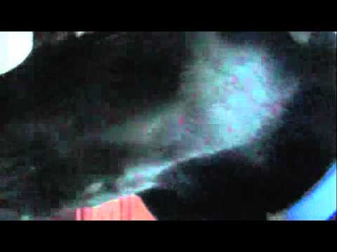 Zoe Home Alone-Sniffing - YouTube