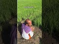 #jhona #khetibadi #farming #minivlog #jattlife #punjab