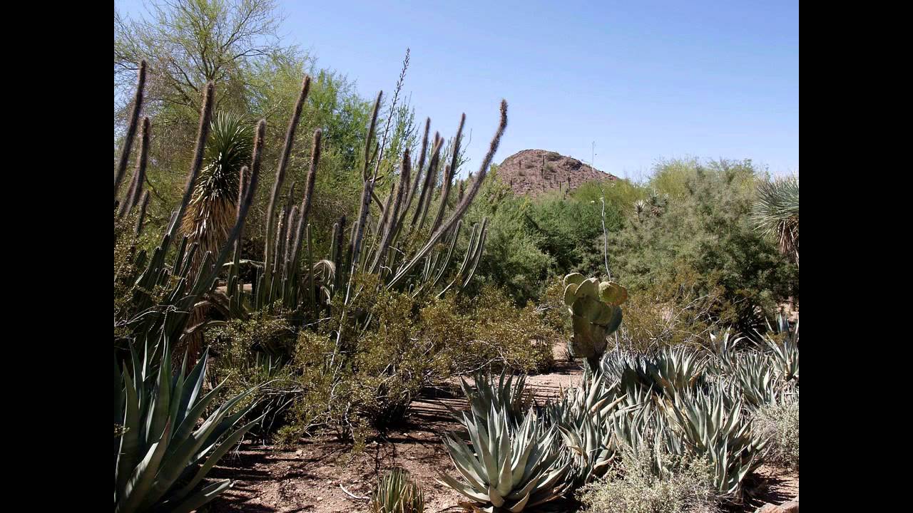 nevada vacant land for sale YouTube