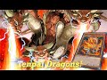 Roar Tenpai Dragons! Tenpai Vs Ranked! Master Duel Gameplay!