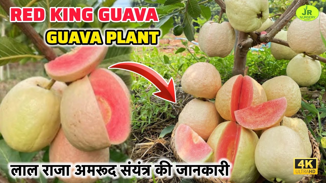 New Variety’ Red King Guava Plant’ Best Commercial Guava Farming in India 