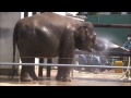 ボルネオゾウ　ふくちゃんの水浴び　福山市立動物園