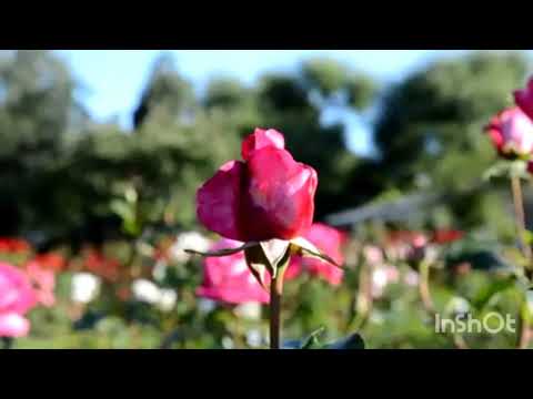 قصيدة ياطالب الفناء في الله في حضرة سيدنا الشيخ سيدي محمد ابن الحبيب