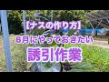 【ナスの作り方】6月にやっておきたい茄子の誘引作業 2024.6.6