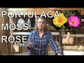 How to Grow Moss Rose From Seed / Planting Portulaca  In Pots