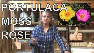 How to Grow Moss Rose From Seed / Planting Portulaca In Pots