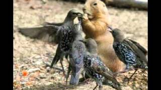 grappige dieren foto's