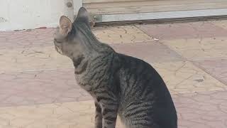 Egyptian Mau Breed Cat