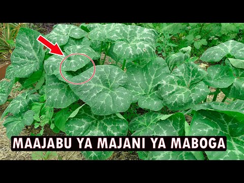 SIRI NZITO YA MAJANI YA MABOGA KUPTA KAZI NI ZAIDI YA UCHAWI