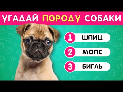 УГАДАЙ ПОРОДУ СОБАКИ ПО ФОТО 🤔❓🐶 / EMOJI COOL 😎