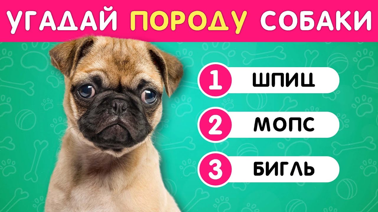 УГАДАЙ ПОРОДУ СОБАКИ ПО ФОТО 🤔❓🐶 / EMOJI COOL 😎