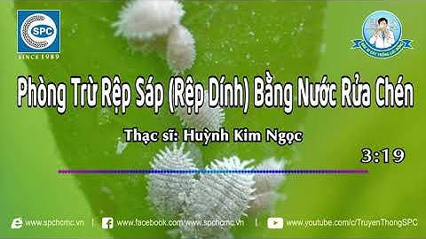[Bác Sĩ Cây Trồng]#42: Phòng Trừ Rệp Sáp (Rệp Dính) Bằng Nước Rửa Chén