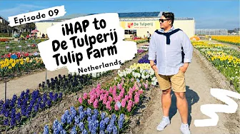 iHAP to De Tulperij Tulip Farm in Voorhout, Netherlands