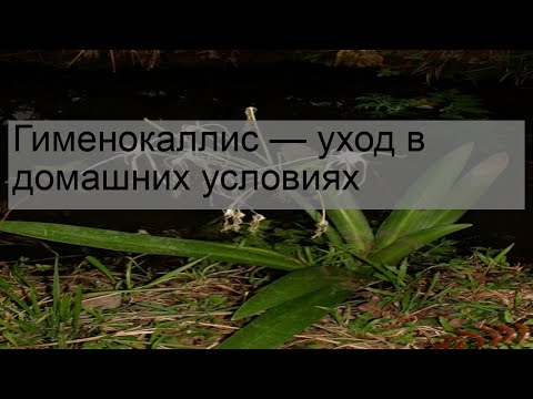 Video: Hymenokallis Karibai