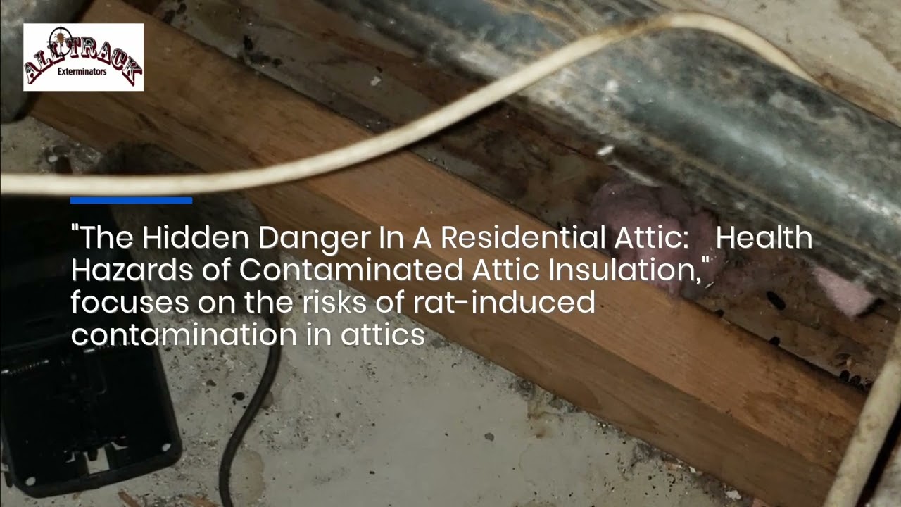 Look Closer: Those Rats Might Be Causing a Hidden Attic Health Hazard!