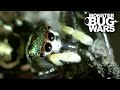 Spitting Spider Vs Metallic Green Jumping Spider | MONSTER BUG WARS