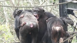 Kay has no choice but to run away from Ichiro.　Hirakawa Zoo　Chimpanzee　202212