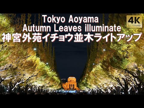 紅葉本番！人も凄い！見頃できれいな神宮外苑イチョウ並木 ライトアップ 2024 紅葉状況 銀杏 Tokyo,Aoyama Ginkgo Autumn Leaves illuminate