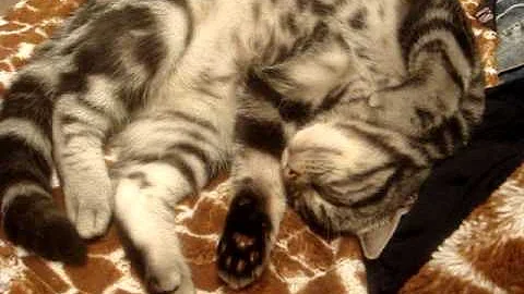 Watch the video about American shorthair kitty - sweet dreams?
