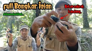 Kacer Liar full isian. Ternyata Burung Lepasan. MODAL MP3 DAN PULUT.