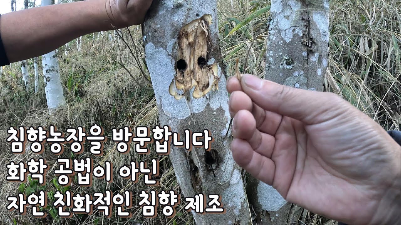 침향농장방문 환경친화적인침향 침향숙차 침향수지 침향차만들기