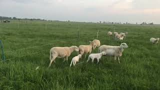 Newborn F2 Australian White Lambs | Breeding Up Katahdin Ewes x Australian White Ram